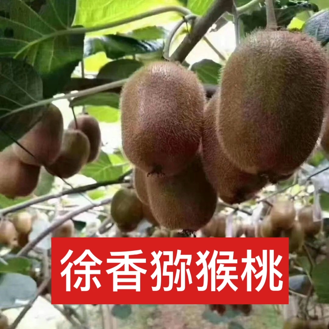 陕西绿心猕猴桃产地直供新鲜水果奇异果徐香猕猴桃包邮